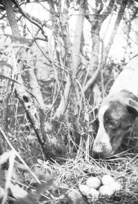 Собака у гнезда.  В окрестностях Загорска. 1930-е гг.